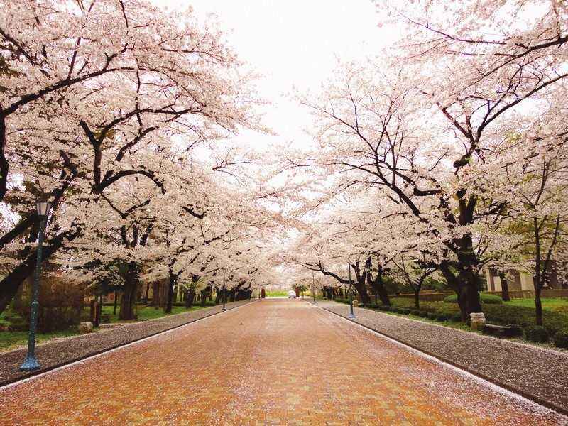 日本留学