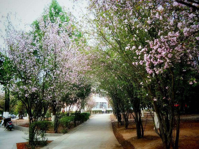 西南林业大学怎么样？