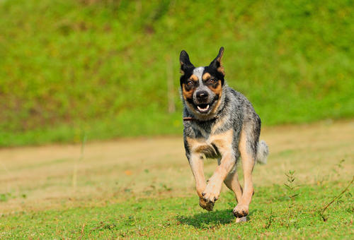 澳洲牧牛犬介绍！（澳洲留学）