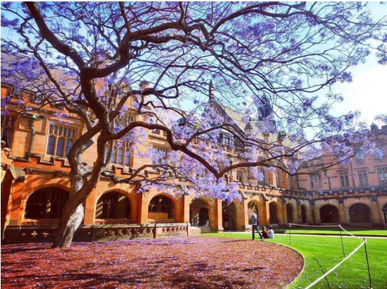 澳大利亚悉尼大学申请条件