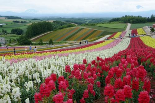 北海道花海，是在日本留学的你最不容错过的风景！