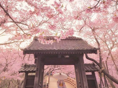2023年日本樱花开放的预想地图！日本留学生不要错过！