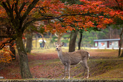 日本留学