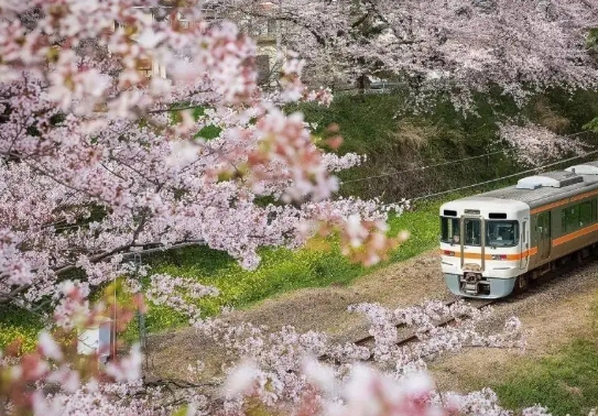 日本留学