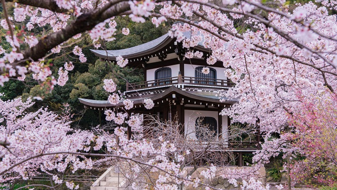 日本留学