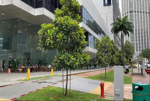 新加坡中文授课项目推荐|新加坡留学