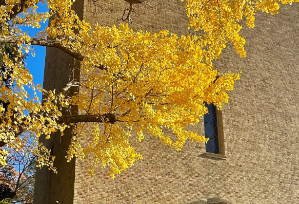 大龄能不能去日本留学？日本留学