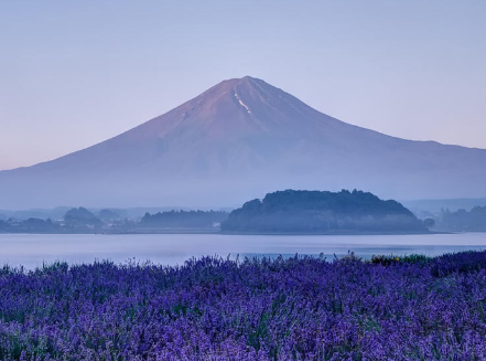 芥末留學