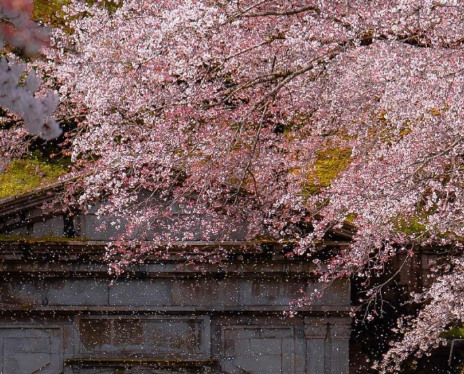 芥末留學
