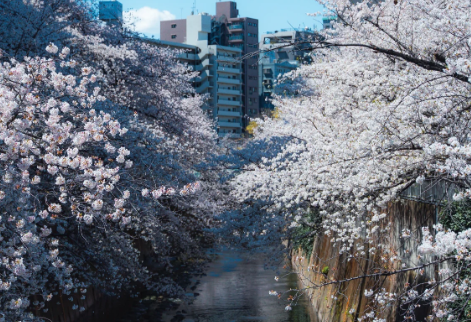芥末留學