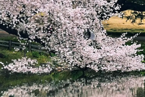 芥末留學(xué)