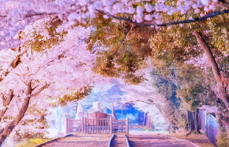 芥末留學