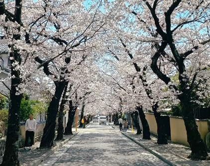 芥末留學