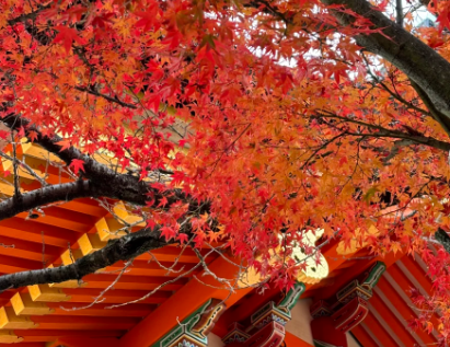 芥末留學(xué)