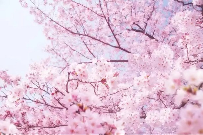芥末留學(xué)