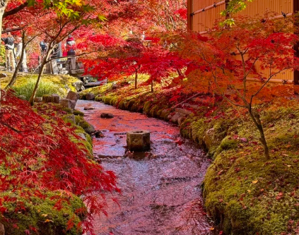 芥末留學(xué)