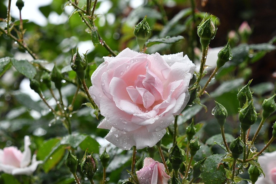 芥末留學