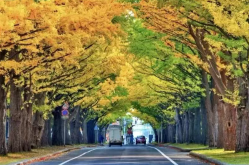 日本本土企业更青睐的日本国立大学|日本留学