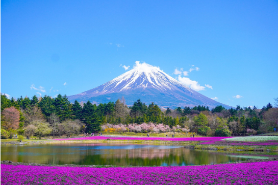 芥末留学