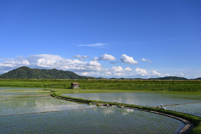 日本留学