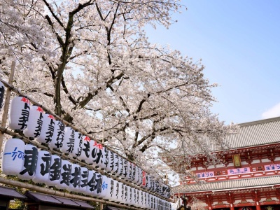 芥末留学