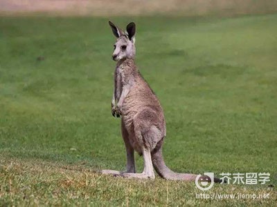 怎样去澳大利亚留学,怎样去澳大利亚留学,怎样去澳大利亚留学