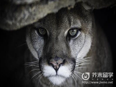 华盛顿州立大学以什么作为吉祥物