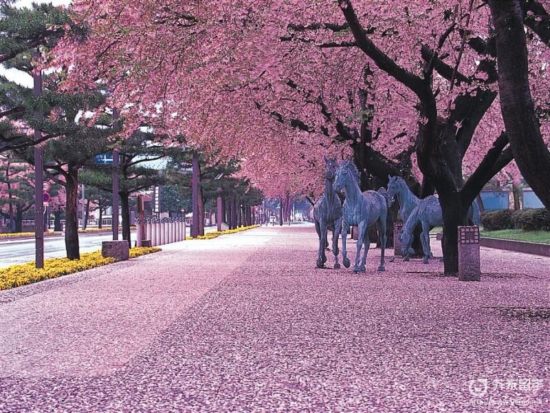 日本早樱