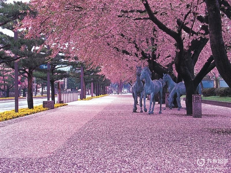日本早櫻