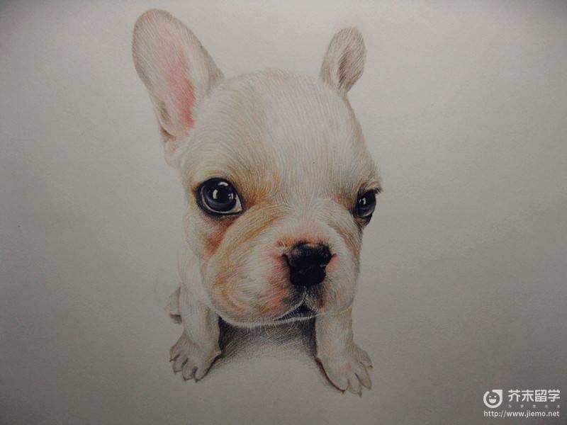 西班牙斗牛犬
