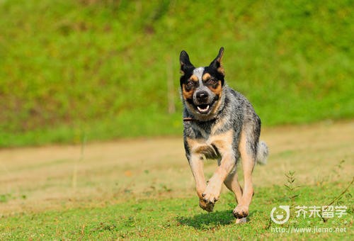 澳洲牧牛犬