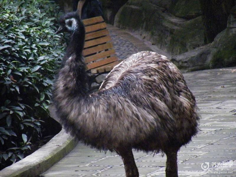 澳洲鴕鳥