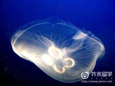 澳洲方水母