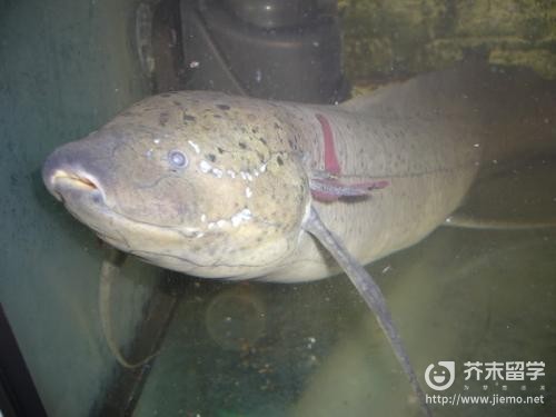 澳洲肺魚