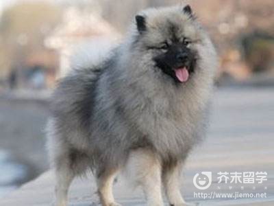 荷蘭毛獅犬
