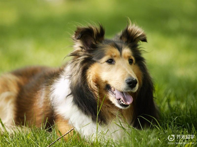 比利時牧羊犬