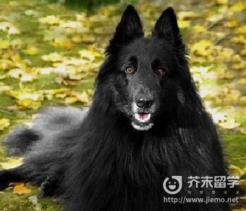 比利時黑色牧羊犬