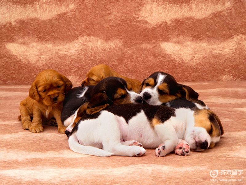 芬蘭獵犬狐貍?cè)? />
</div>
<p>
<br />
</p>
<p class=