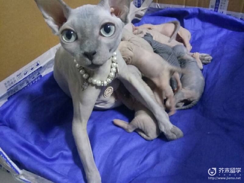 加拿大無毛貓