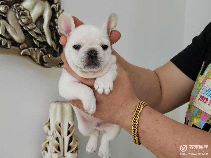 法國斗牛犬圖片