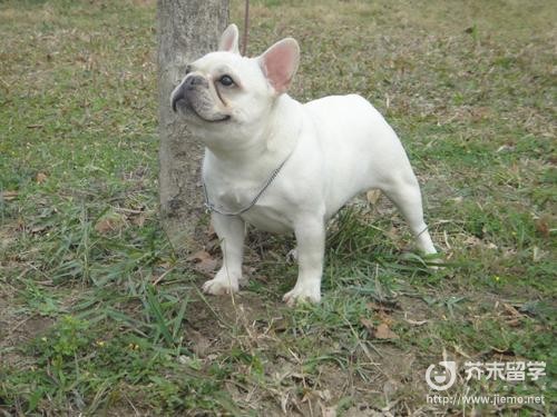 法國斗牛犬圖片