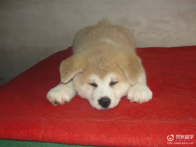 日本秋田犬