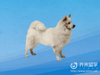 意大利狐貍犬