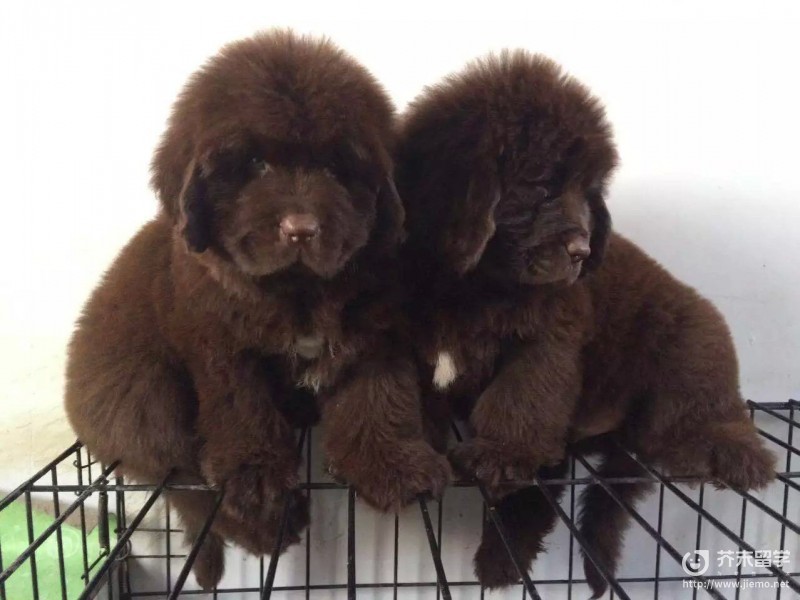 紐芬蘭犬
