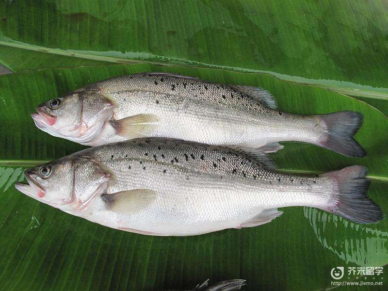 美國紅魚