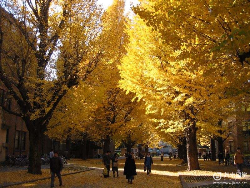 东京大学回国认可度