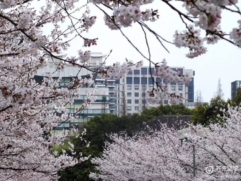 东京富士大学