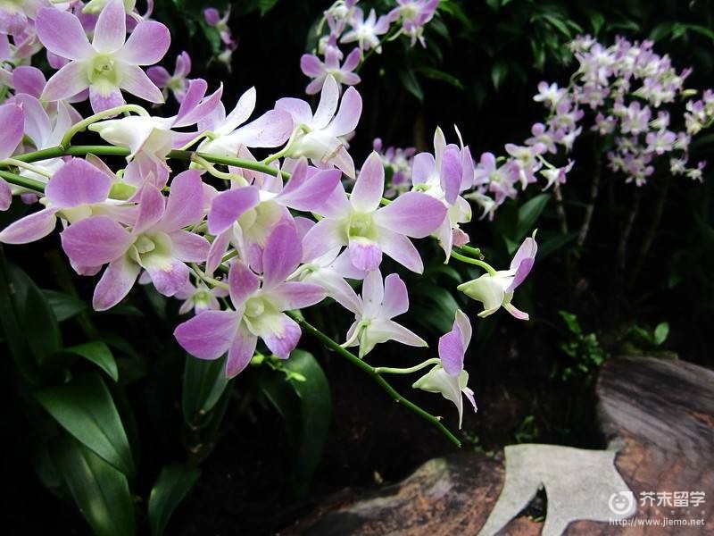 新加坡國花