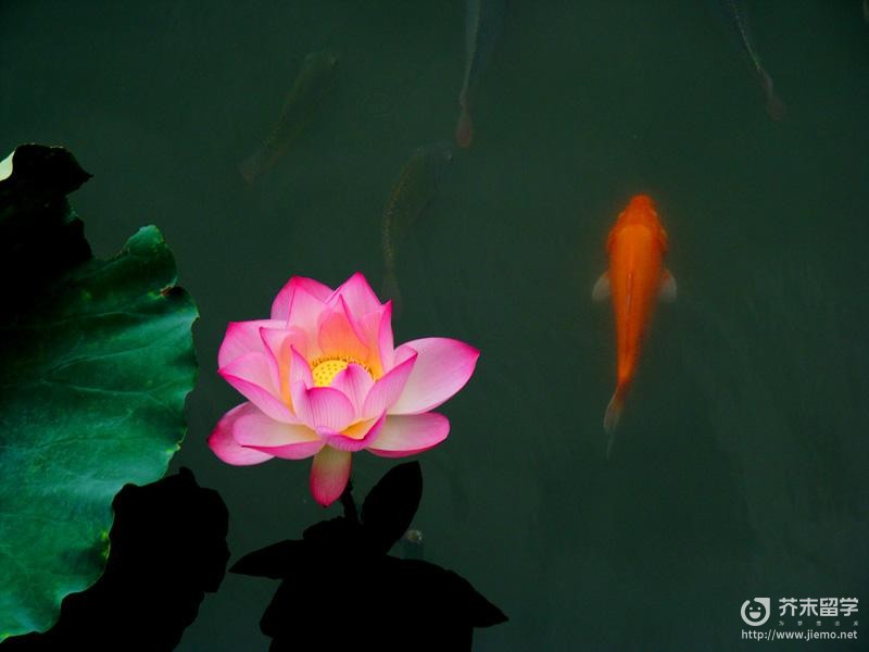 澳門的市花