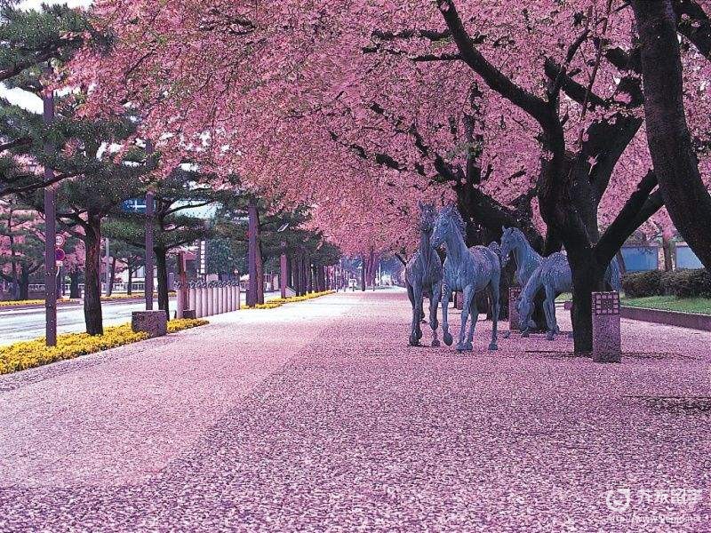 日本歌曲櫻花